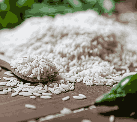 برنج طارم هاشمی شمال برداشت امساله درجه 1